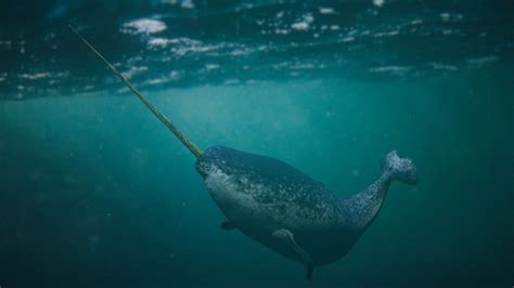 1. Narwhal