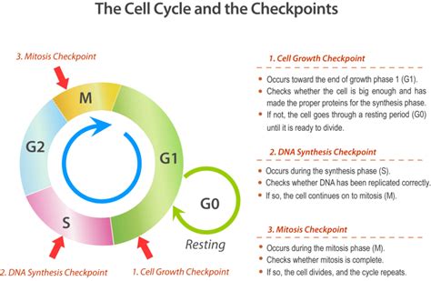 1. Resting at checkpoints isn’t automatic - or necessarily a good idea