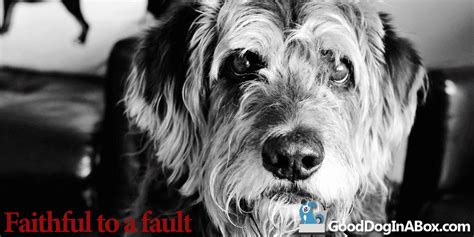 Faithful to a fault