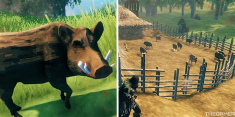 How to tame Boar in Valheim