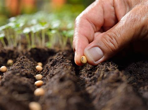 Planting the seeds