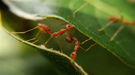 Redditor calls for help after finding fire ants in computer