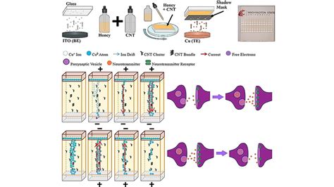 Scientists Develop Neuromorphic Chip Using Honey