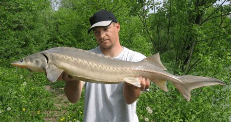 Where and When to Catch a Sturgeon