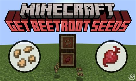 Where to Find Beetroot Seeds in Minecraft